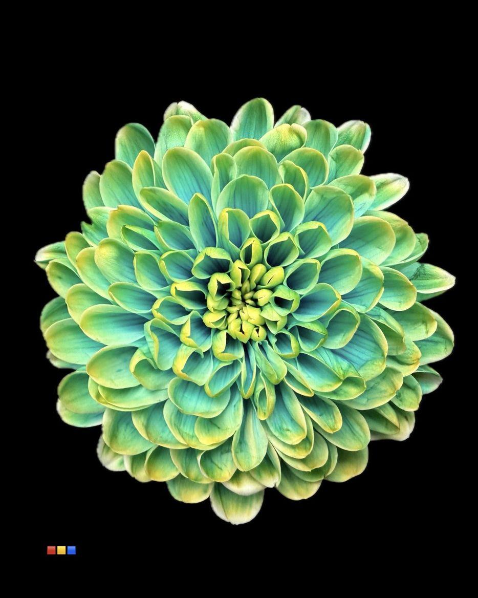 Срезанные цветы оптом Chrys sp paint altaj sweden от 40шт из Голландии с доставкой по России