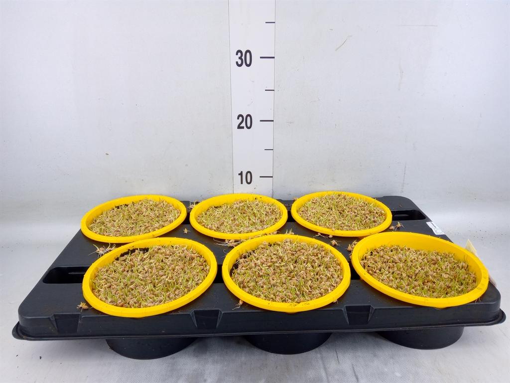 Горшечные цветы и растения оптом Hordeum Sp.   ...kattegras Zaai от 6шт из Голландии с доставкой по России