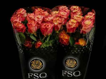 Срезанные цветы оптом Rosa la optica sunset от 40шт из Голландии с доставкой по России