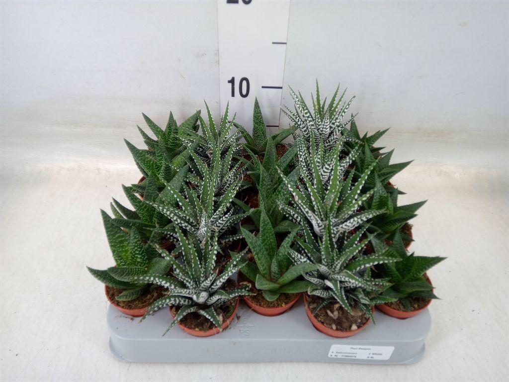 Горшечные цветы и растения оптом Aloe   ...mix от 20шт (для телеги) из Голландии с доставкой по России