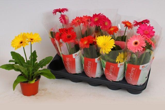 Горшечные цветы и растения оптом Gerbera Mix 2+ от 10шт (для телеги) из Голландии с доставкой по России