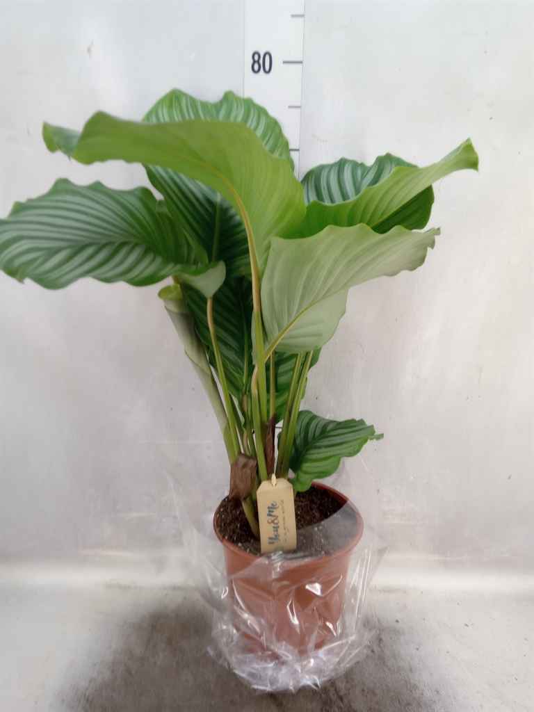 Горшечные цветы и растения оптом Calathea Orbifolia от 1шт из Голландии с доставкой по России