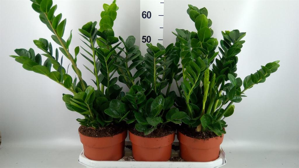 Горшечные цветы и растения оптом Zamioculcas Zamiifolia midori A от 3шт из Голландии с доставкой по России