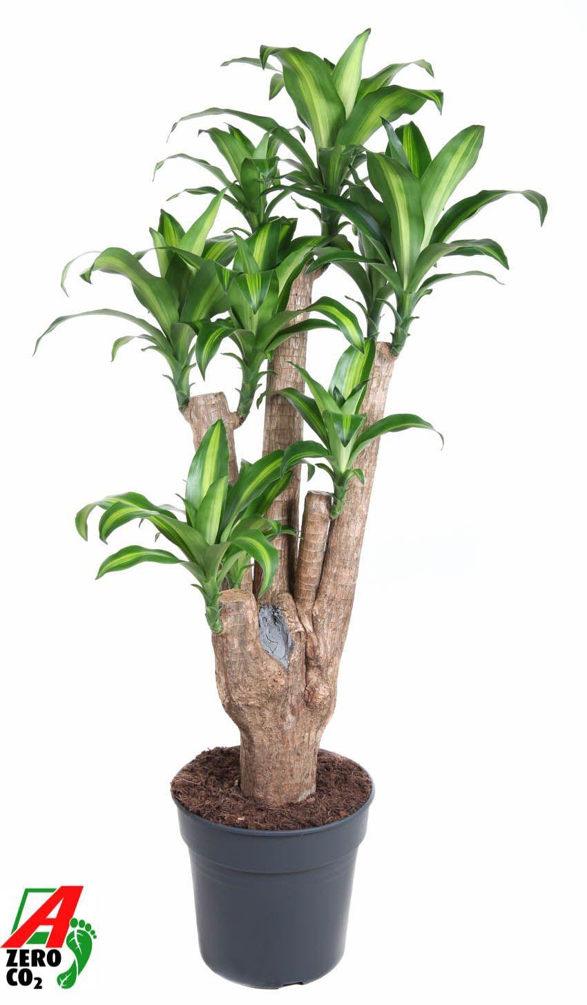 Горшечные цветы и растения оптом Drac Massangeana Branched от 1шт из Голландии с доставкой по России