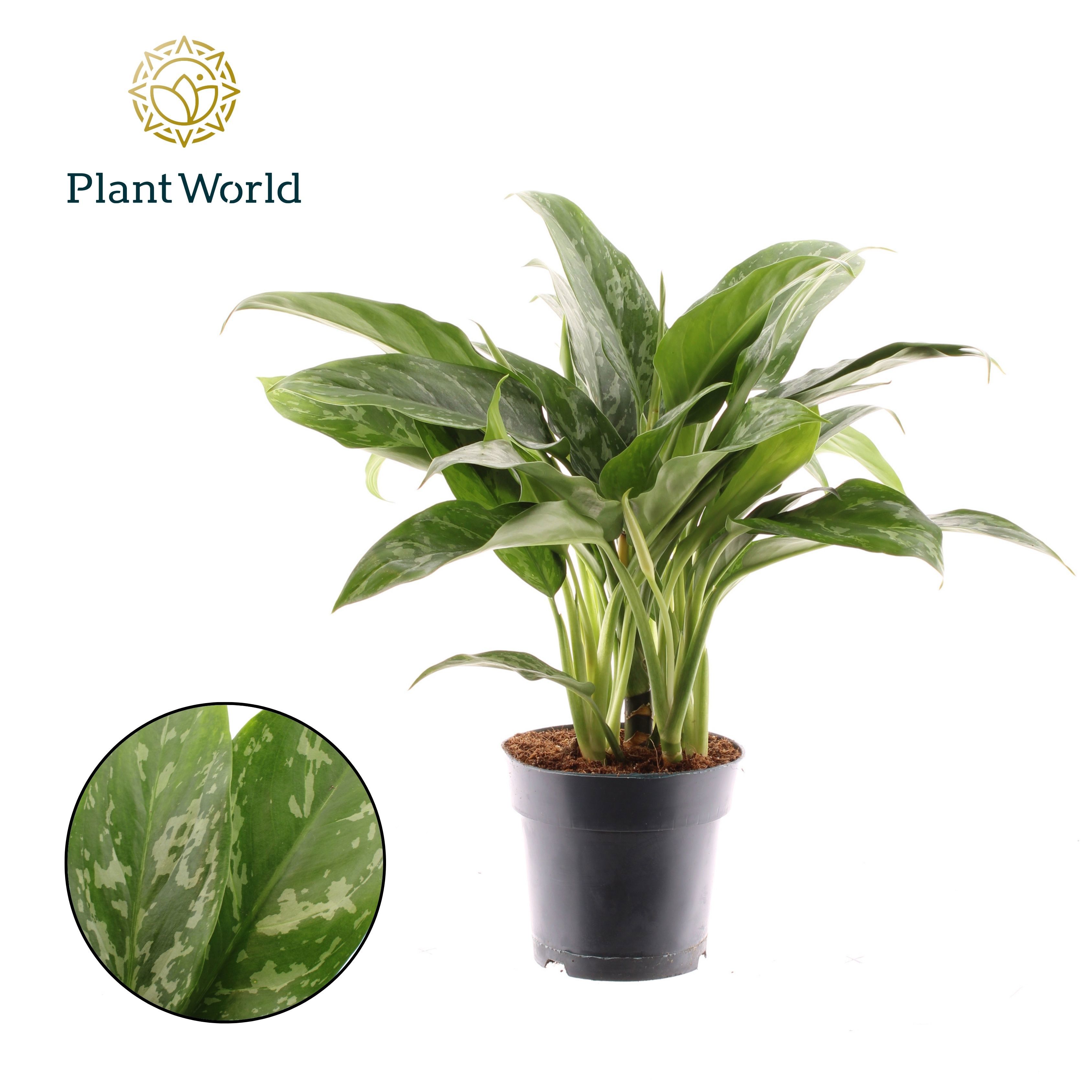Горшечные цветы и растения оптом Aglaonema Green Lady от 6шт из Голландии с доставкой по России