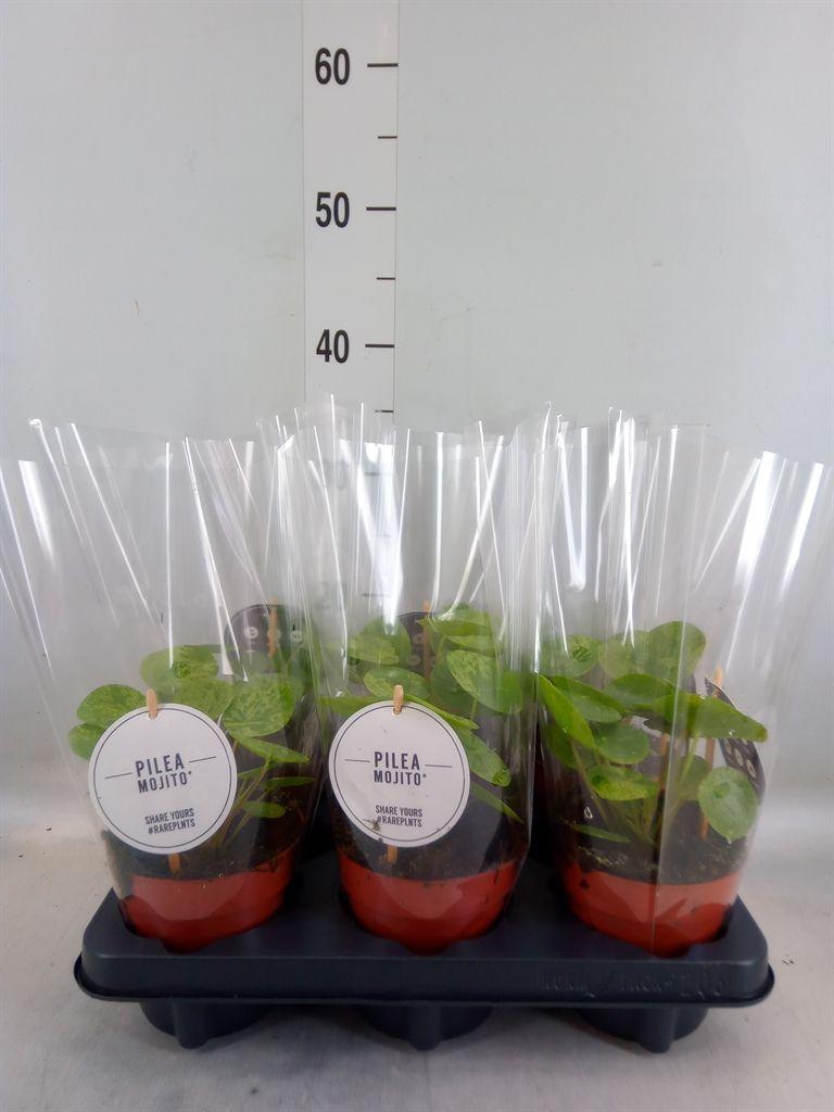 Горшечные цветы и растения оптом Pilea   ... от 6шт из Голландии с доставкой по России