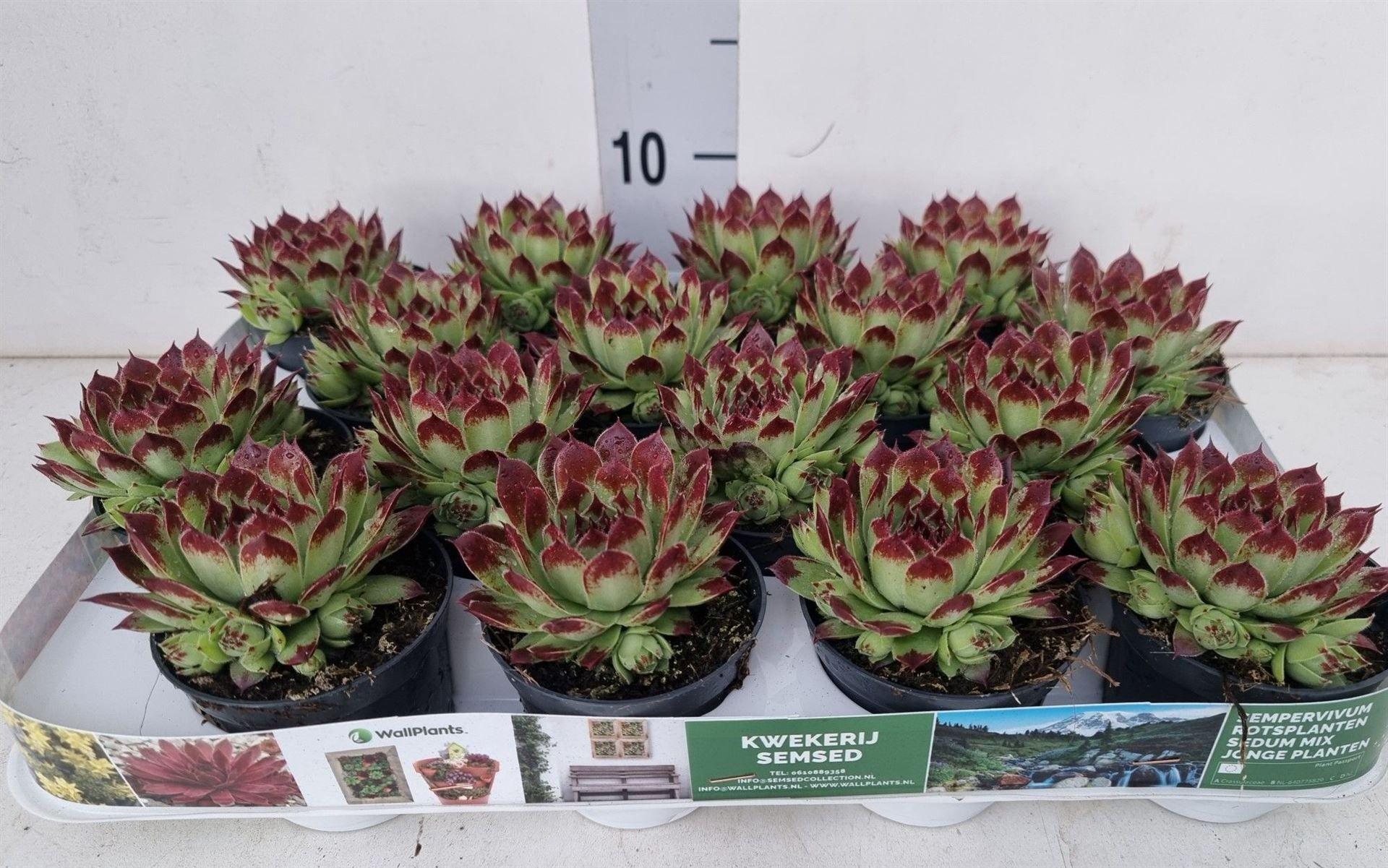 Горшечные цветы и растения оптом Sempervivum ... от 16шт (для телеги) из Голландии с доставкой по России