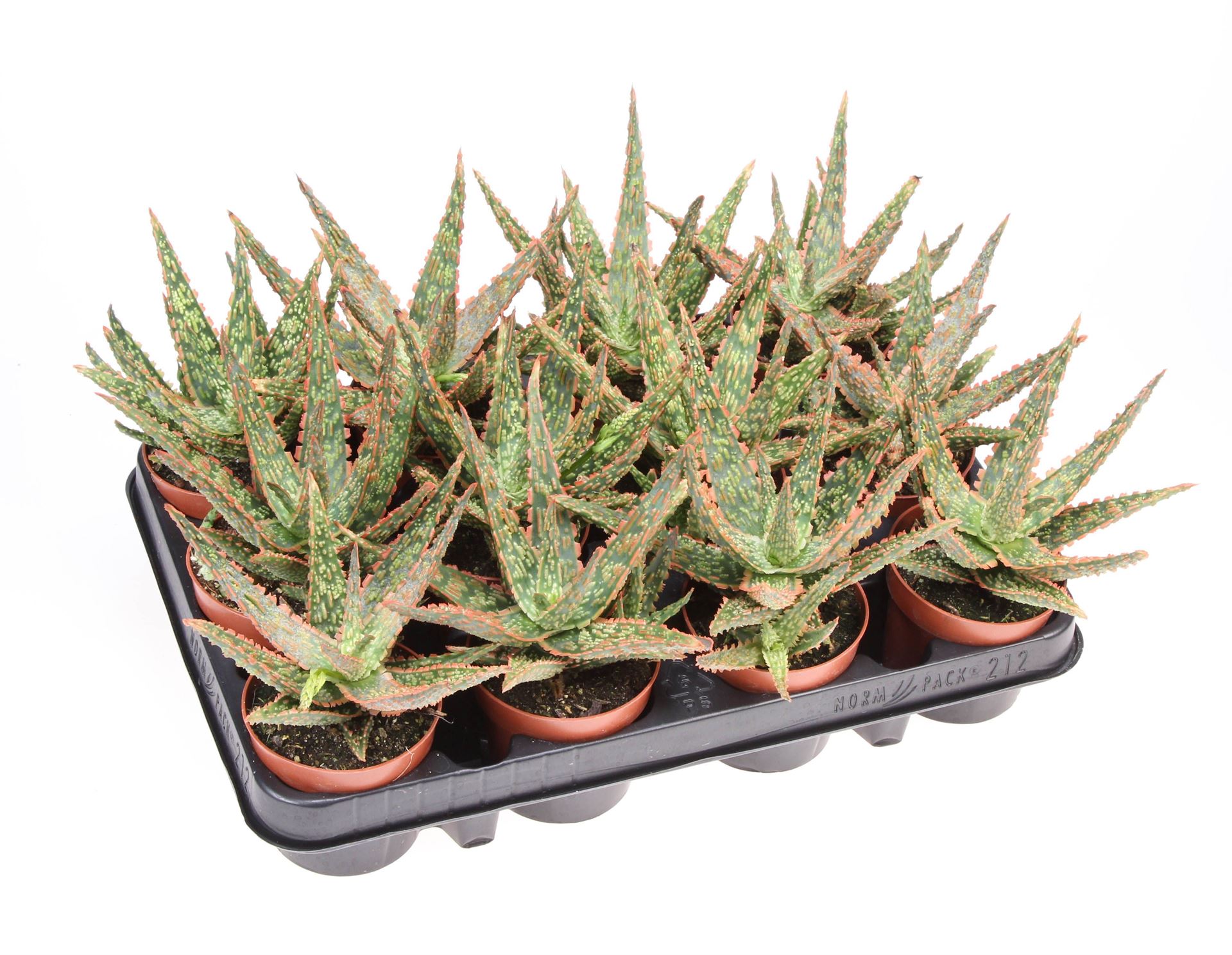 Горшечные цветы и растения оптом Aloe   ... от 12шт (для телеги) из Голландии с доставкой по России