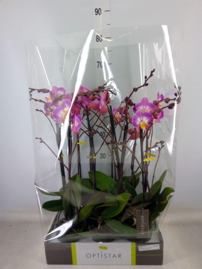 Горшечные цветы и растения оптом Phalaenopsis   ...lilac от 6шт из Голландии с доставкой по России