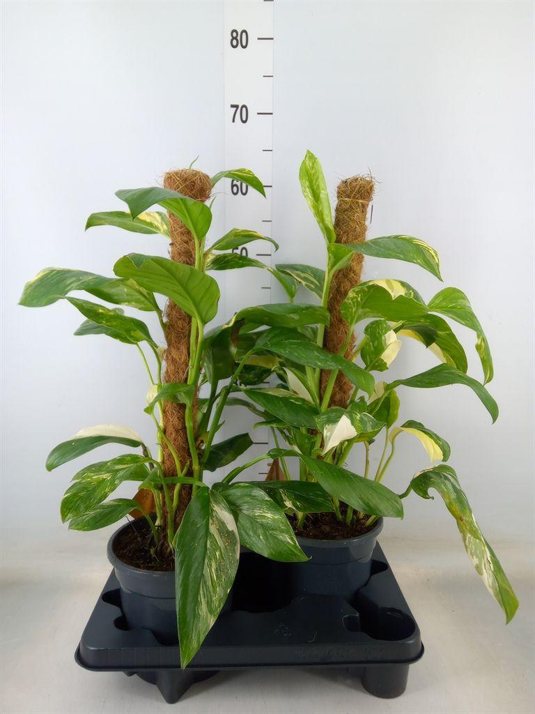 Горшечные цветы и растения оптом Monstera   ... от 2шт из Голландии с доставкой по России