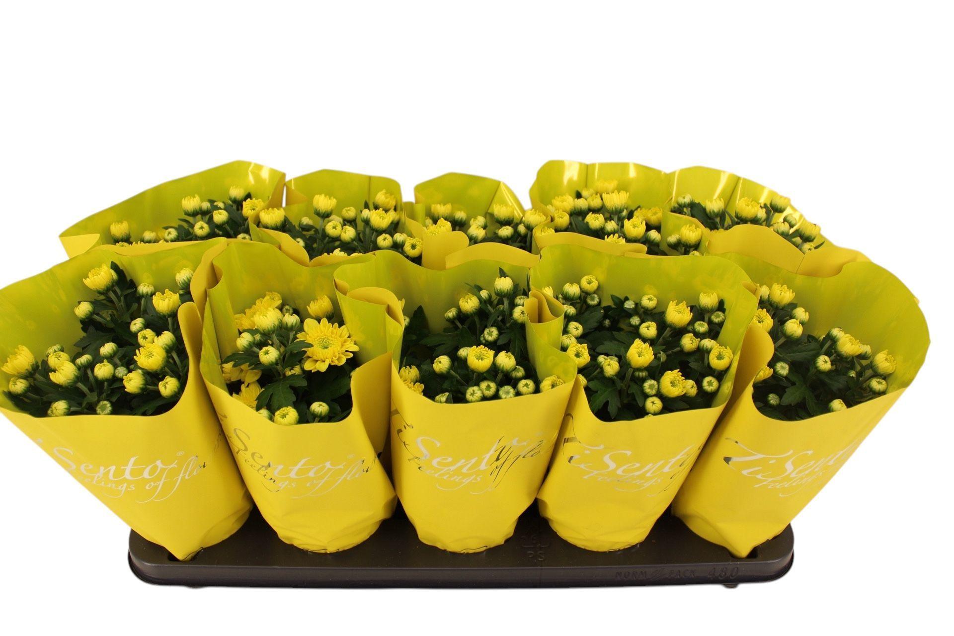 Горшечные цветы и растения оптом Chrys Gevuldbl Gem от 10шт из Голландии с доставкой по России