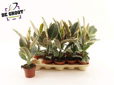 Горшечные цветы и растения оптом Ficus El Tineke от 10шт из Голландии с доставкой по России