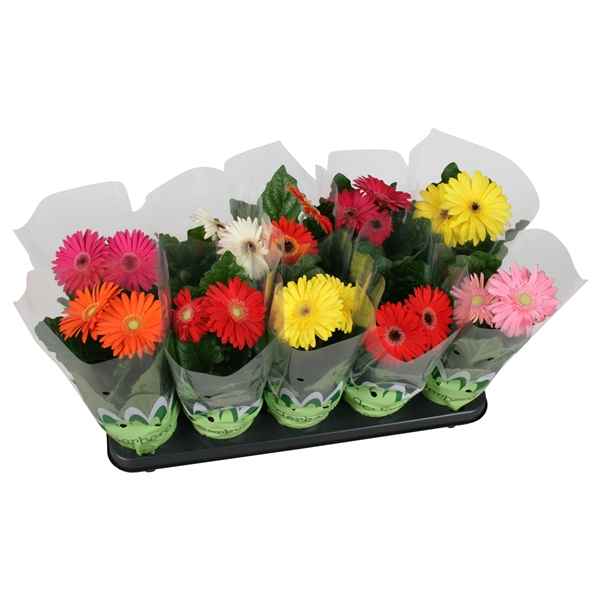 Горшечные цветы и растения оптом Gerbera Basic Mix 2+ от 10шт из Голландии с доставкой по России