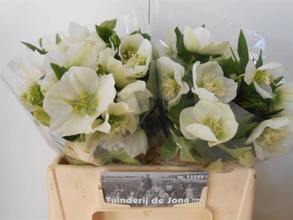Срезанные цветы оптом Helleborus queens white от 20шт из Голландии с доставкой по России