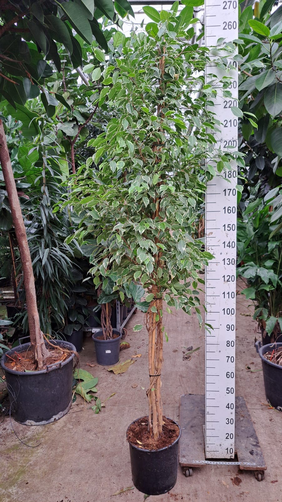 Горшечные цветы и растения оптом Ficus Benjamina Golden King Multi от 1шт из Голландии с доставкой по России