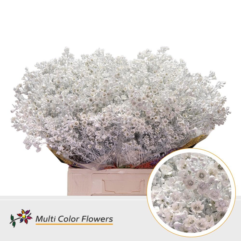 Срезанные цветы оптом Chamelaucium paint white от 100шт из Голландии с доставкой по России