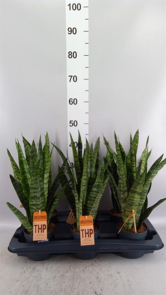 Горшечные цветы и растения оптом Sansevieria Zeylanica от 6шт из Голландии с доставкой по России
