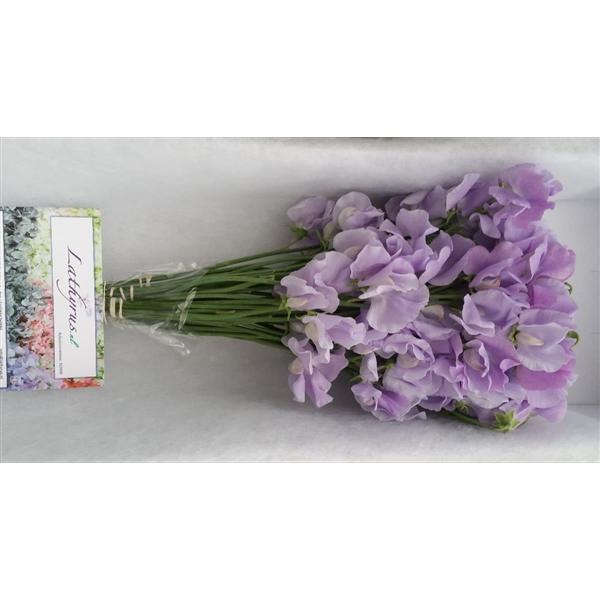 Срезанные цветы оптом Lathyrus winter sunshine lavendel от 30шт из Голландии с доставкой по России