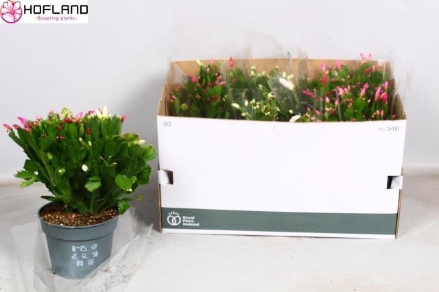 Горшечные цветы и растения оптом Schlumbergera Mix от 6шт из Голландии с доставкой по России