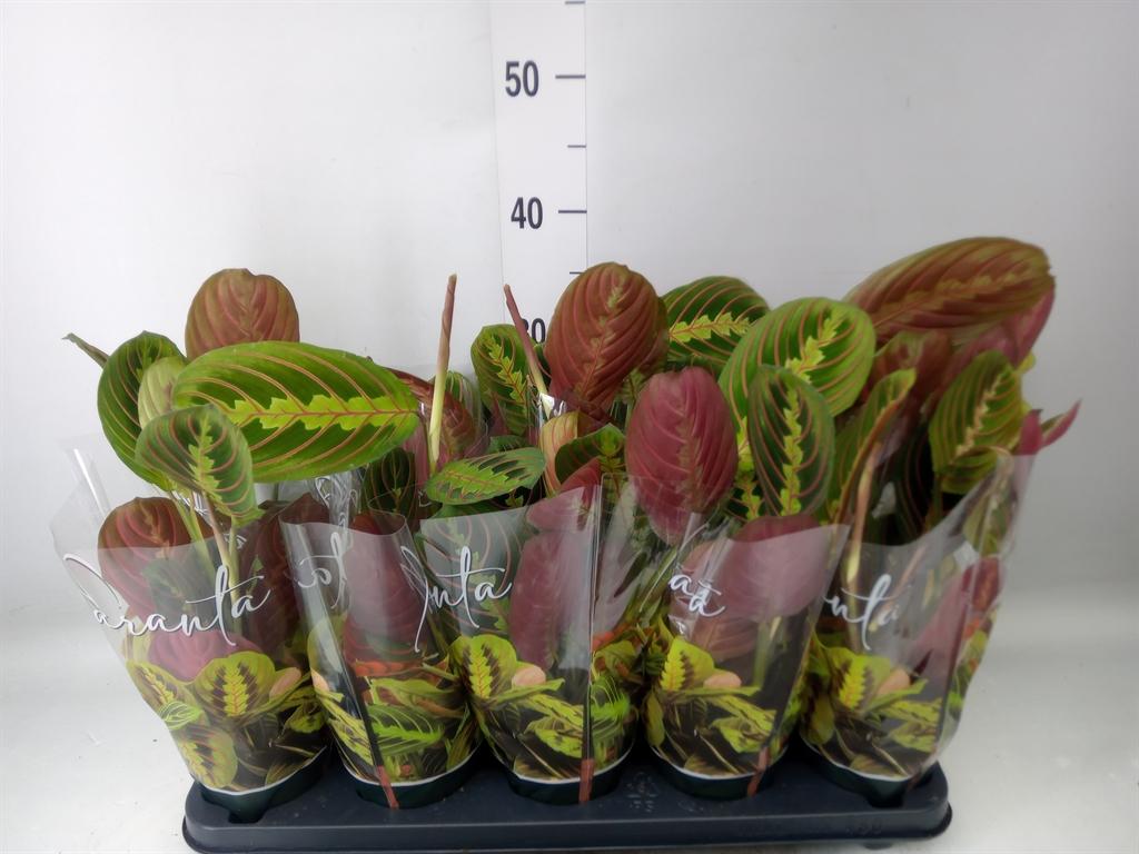 Горшечные цветы и растения оптом Maranta Fascinator от 10шт' из Голландии с доставкой по России
