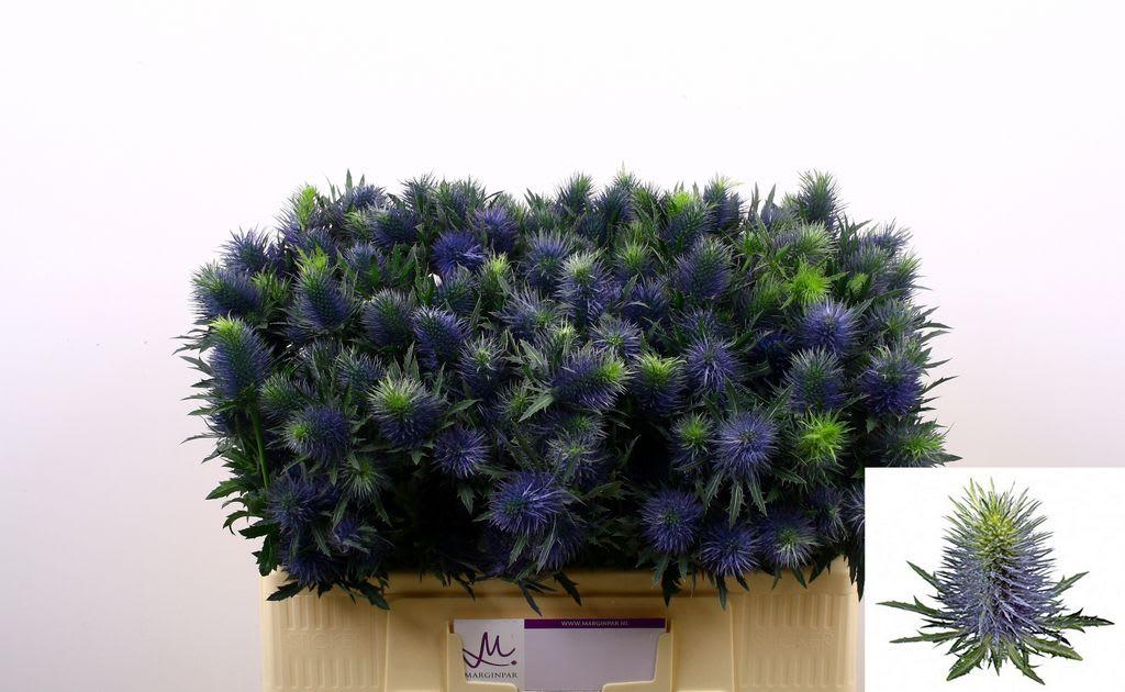 Срезанные цветы оптом Eryngium supernova A от 60шт из Голландии с доставкой по России