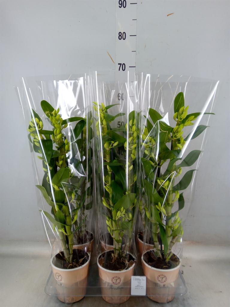 Горшечные цветы и растения оптом Dendr Nob 1stc Apollon 10-14+ от 6шт из Голландии с доставкой по России