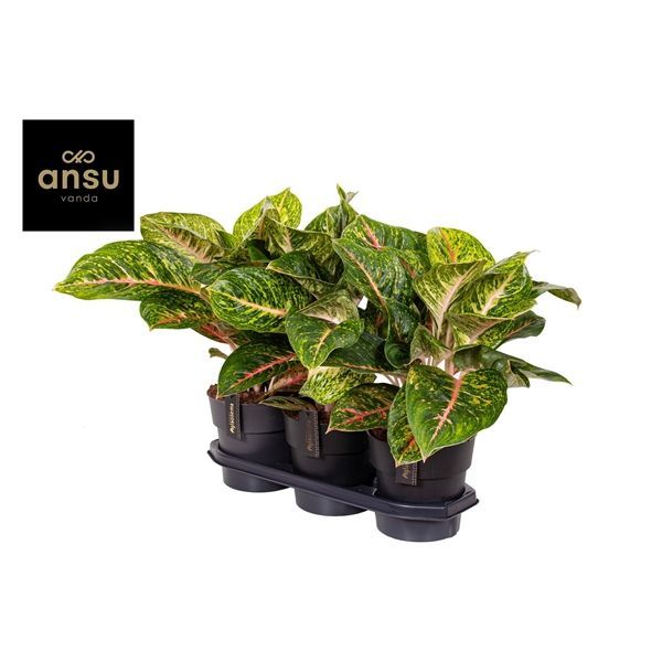 Горшечные цветы и растения оптом Aglaonema Green Spring Red от 3шт из Голландии с доставкой по России