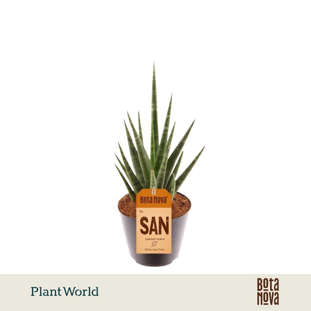 Горшечные цветы и растения оптом Sansevieria Dancing Queen от 12шт (для телеги) из Голландии с доставкой по России