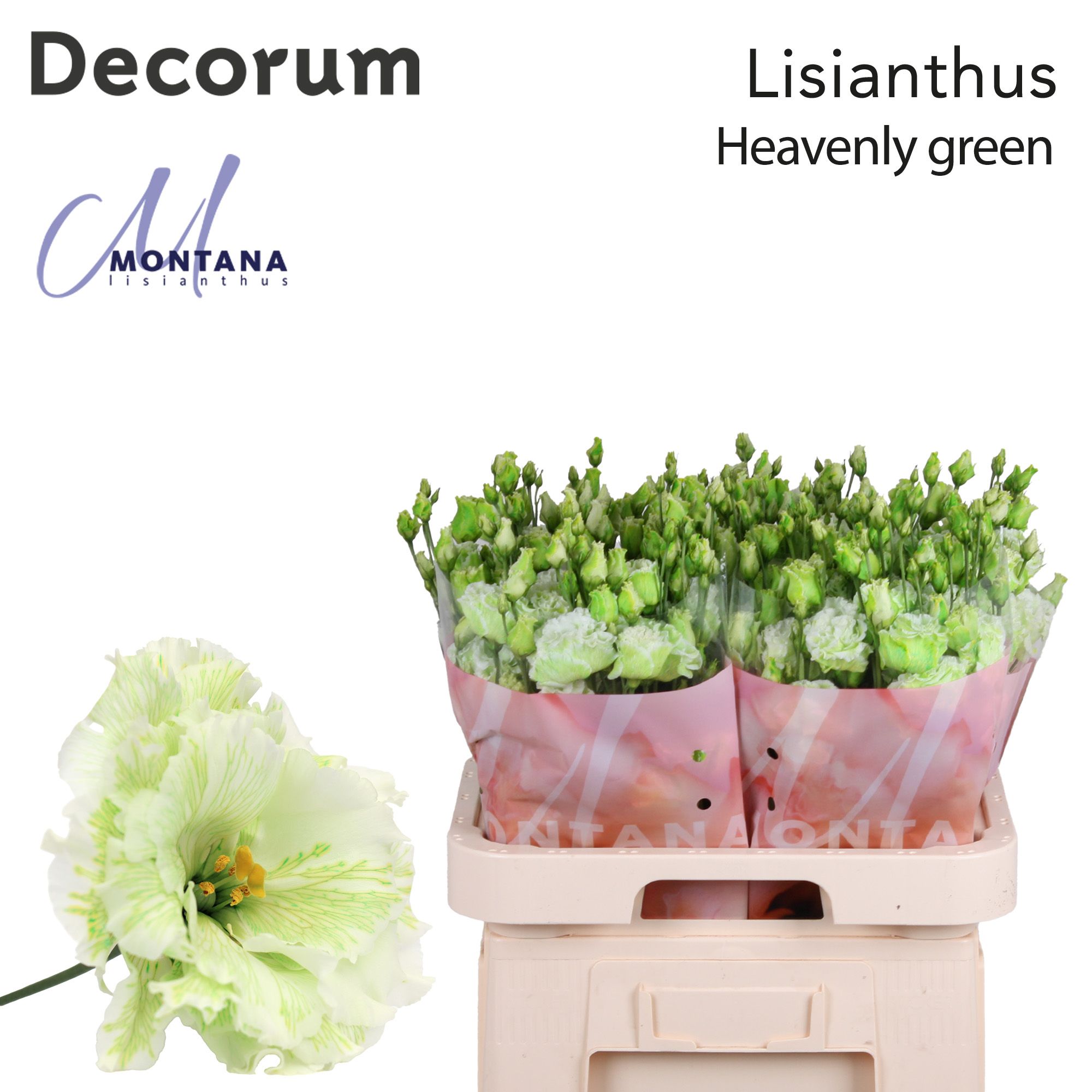 Срезанные цветы оптом Lisianthus do paint heavenly green от 40шт из Голландии с доставкой по России