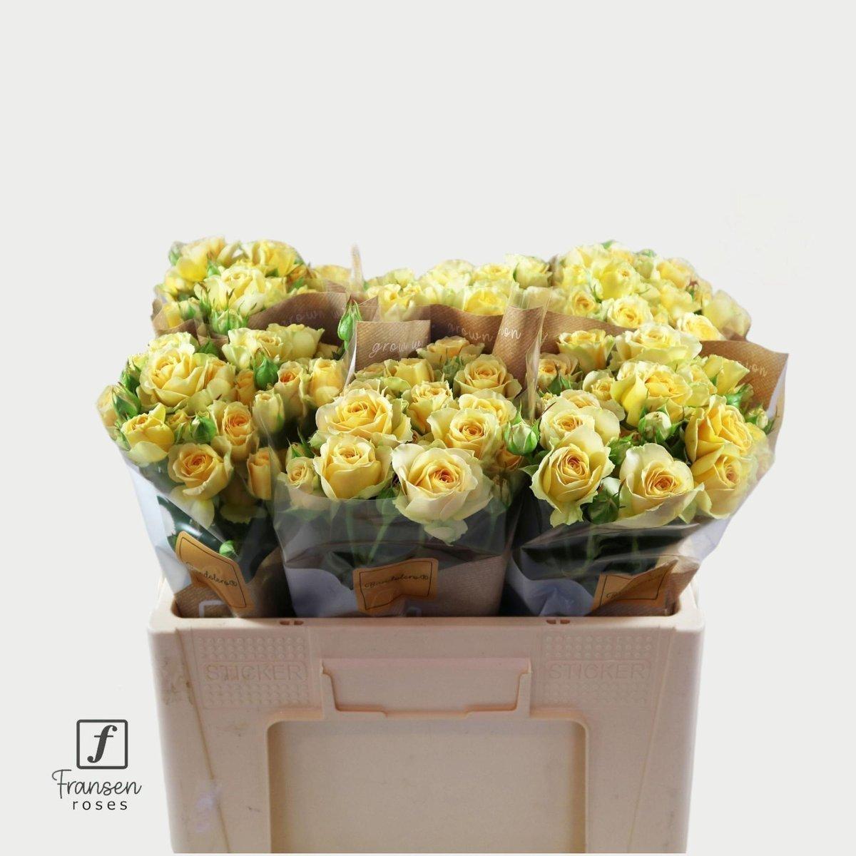 Срезанные цветы оптом Rosa spray bandolero от 50шт из Голландии с доставкой по России