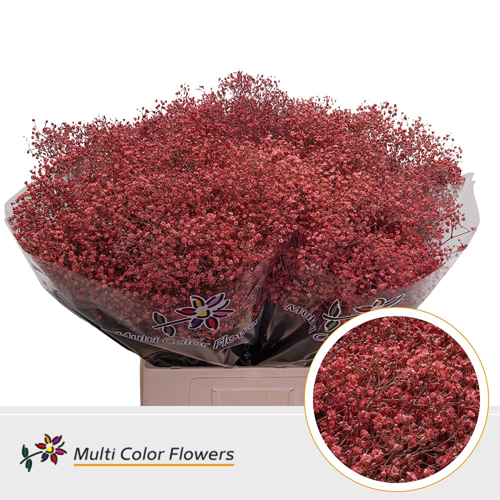 Срезанные цветы оптом Gyps fine paint coral от 100шт. из Голландии с доставкой по России