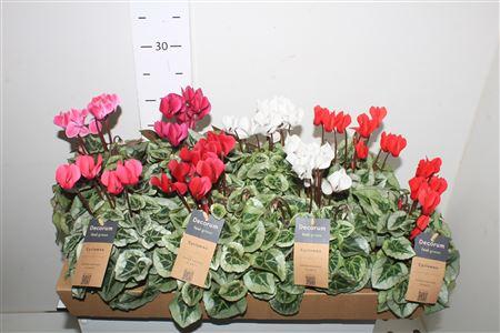 Горшечные цветы и растения оптом Cyclamen Ss Picasso Mix Feel Green от 8шт (для телеги) из Голландии с доставкой по России