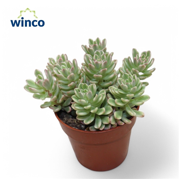 Горшечные цветы и растения оптом Sedum Rubrotinctum Variegata от 18шт (для телеги) из Голландии с доставкой по России