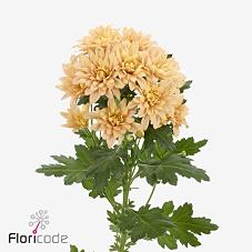 Срезанные цветы оптом Chrys sp veronica salmon от 80шт из Голландии с доставкой по России