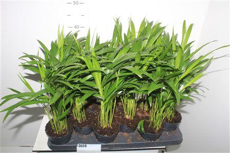 Горшечные цветы и растения оптом Dypsis Lutescens 10pp от 12шт из Голландии с доставкой по России