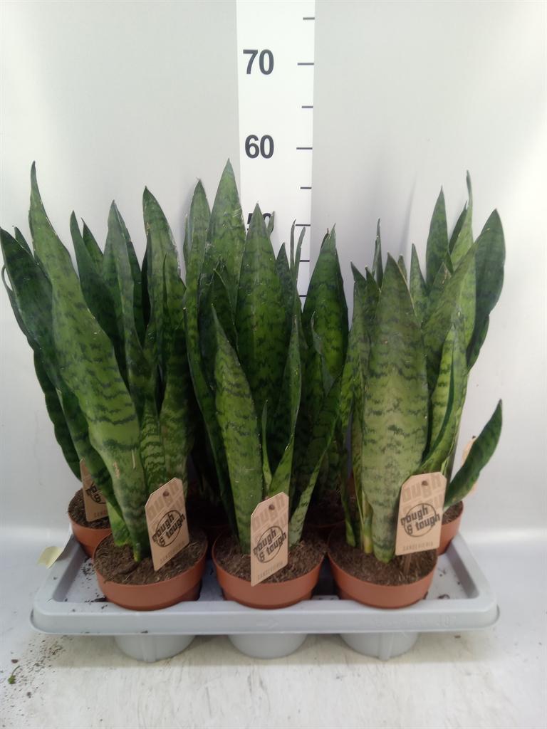 Горшечные цветы и растения оптом Sansevieria Zeylanica A от 7шт из Голландии с доставкой по России