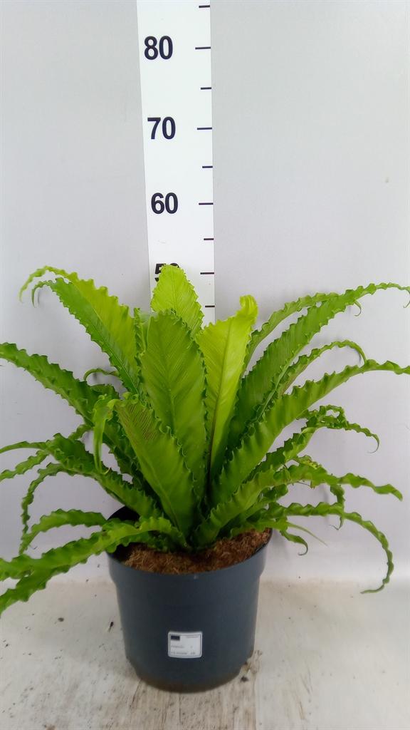 Горшечные цветы и растения оптом Asplenium Antiquum osaka от 1шт из Голландии с доставкой по России