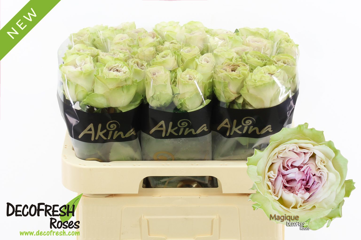 Срезанные цветы оптом Rosa large magique от 40шт из Голландии с доставкой по России