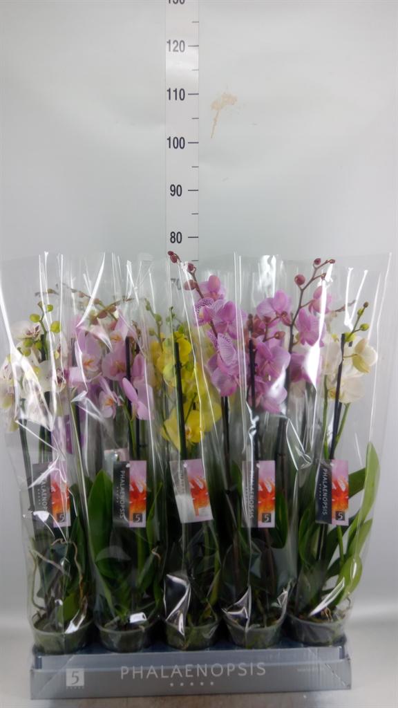 Горшечные цветы и растения оптом Phalaenopsis   ...mix  7 от 10шт из Голландии с доставкой по России