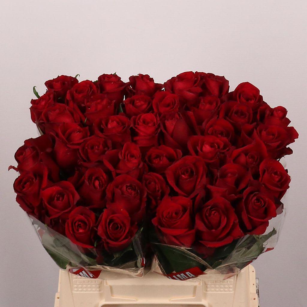 Срезанные цветы оптом Rosa large ever red от 40шт. из Голландии с доставкой по России