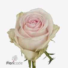 Срезанные цветы оптом Rosa large revival sweet от 40шт из Голландии с доставкой по России