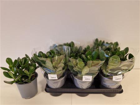 Горшечные цветы и растения оптом Crassula Ovata Grey Pot, Sleeve от 8шт из Голландии с доставкой по России