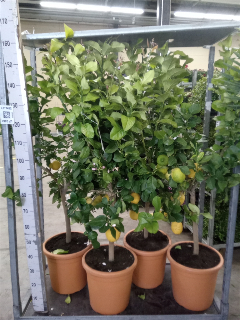 Горшечные цветы и растения оптом Citrus   ... от 1шт (для телеги) из Голландии с доставкой по России