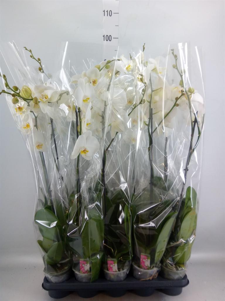 Горшечные цветы и растения оптом Phalaenopsis   ...white от 10шт из Голландии с доставкой по России