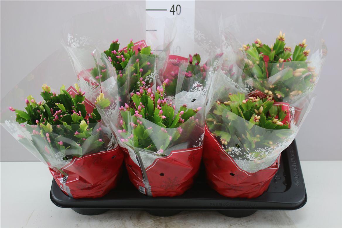 Горшечные цветы и растения оптом Schlumbergera Gemengd от 6шт из Голландии с доставкой по России