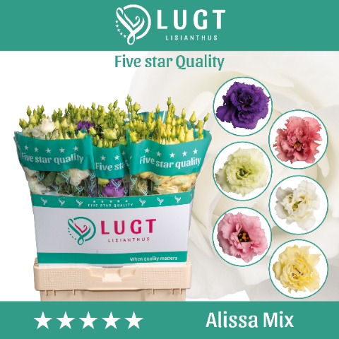 Срезанные цветы оптом Lisianthus do alissa mix in bucket от 40шт.. из Голландии с доставкой по России