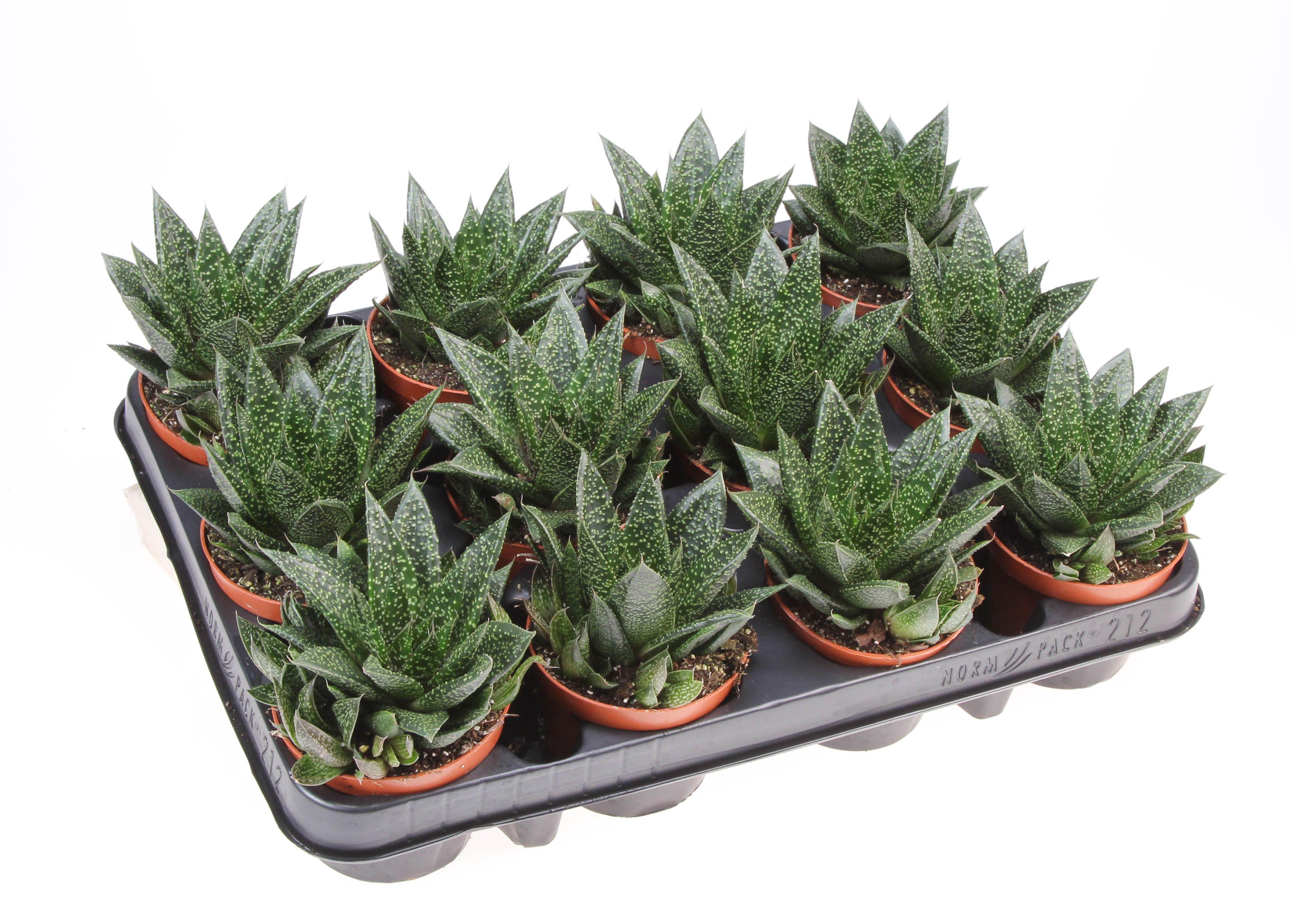 Горшечные цветы и растения оптом Aloe Due от 12шт (для телеги) из Голландии с доставкой по России
