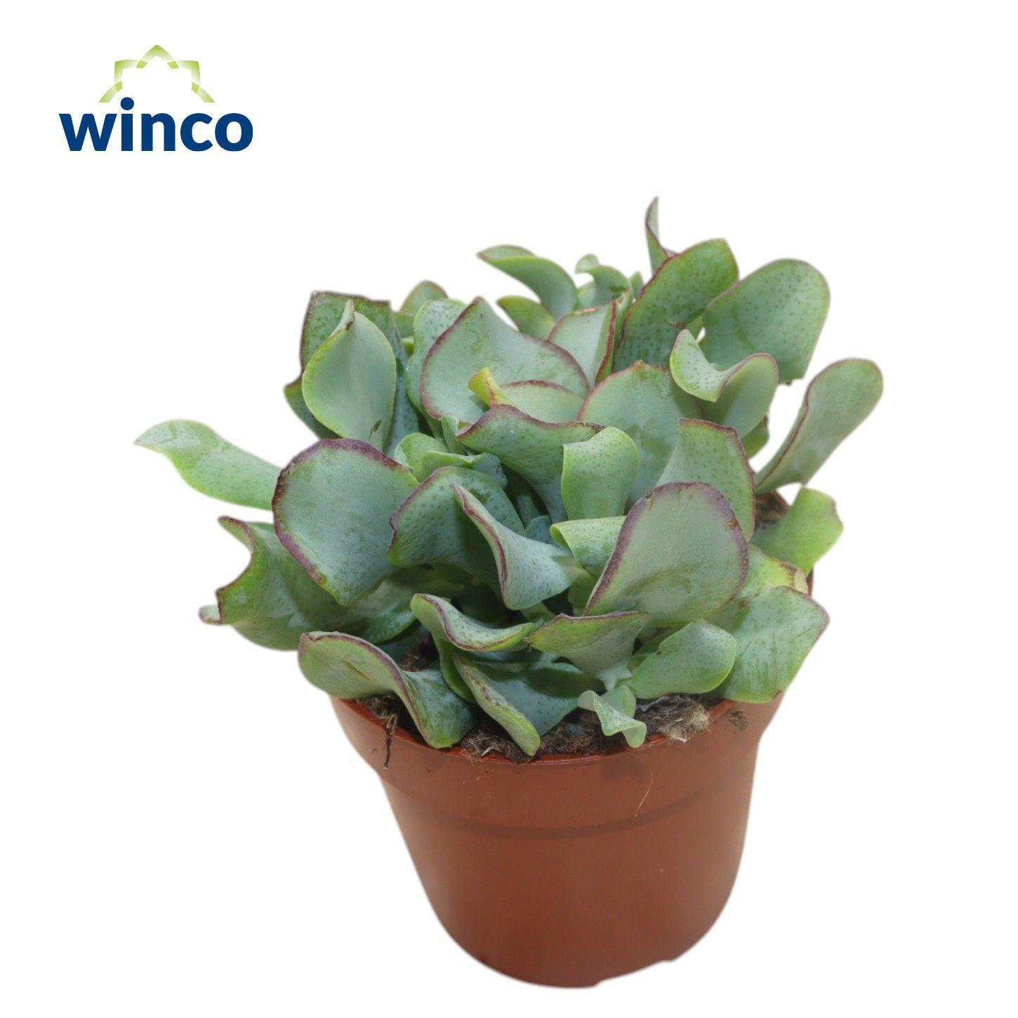 Горшечные цветы и растения оптом Crassula Undilatifolia от 18шт (для телеги) из Голландии с доставкой по России