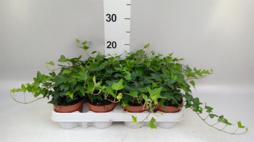 Горшечные цветы и растения оптом Hedera Helix shamrock A от 12шт (для телеги) из Голландии с доставкой по России