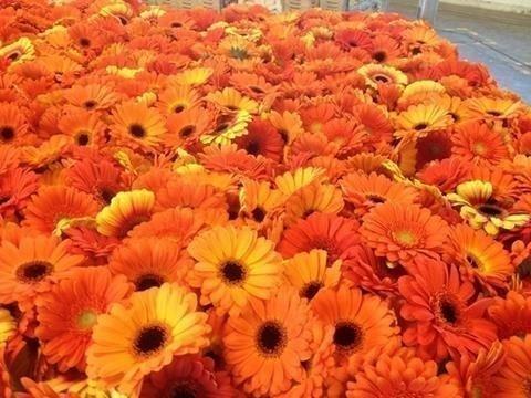 Срезанные цветы оптом Germini orange + black eye от 80шт из Голландии с доставкой по России